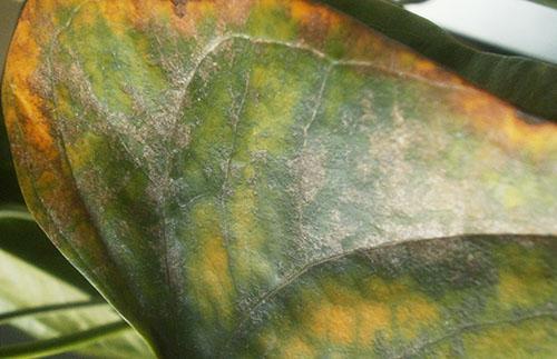 Anthurienblatt mit Flecken bedeckt