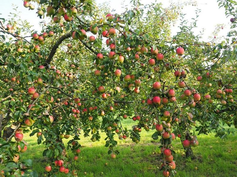 Apfelbaum, der reichlich baschkirische Schönheit trägt