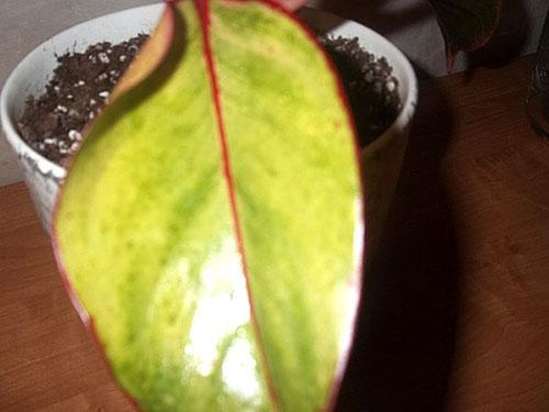 Aglaonema-Pflanze wächst langsam