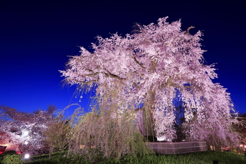 zahradní dekorace sakura