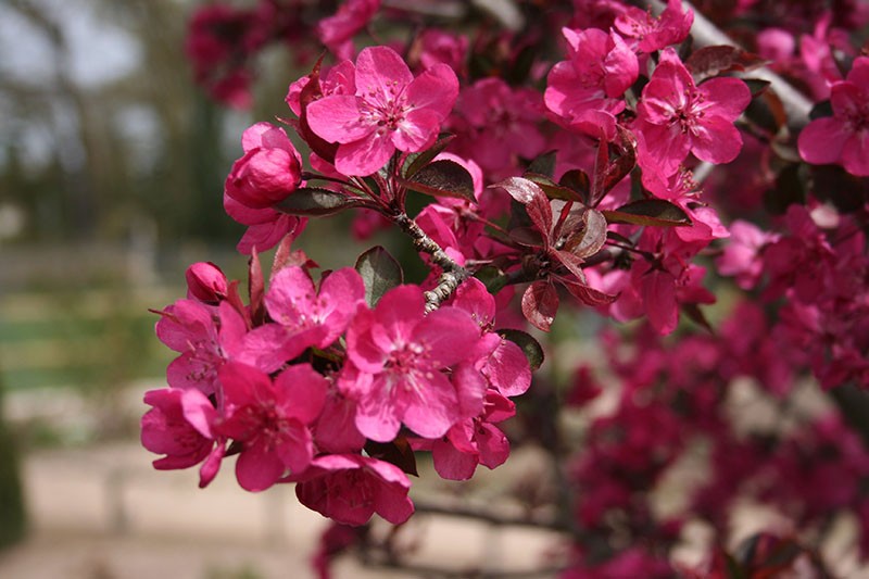 sakura královská krása