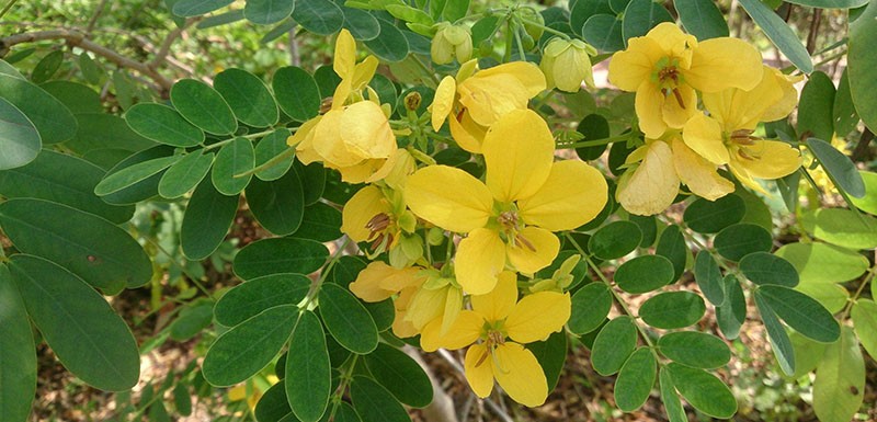 žluté květy kasie