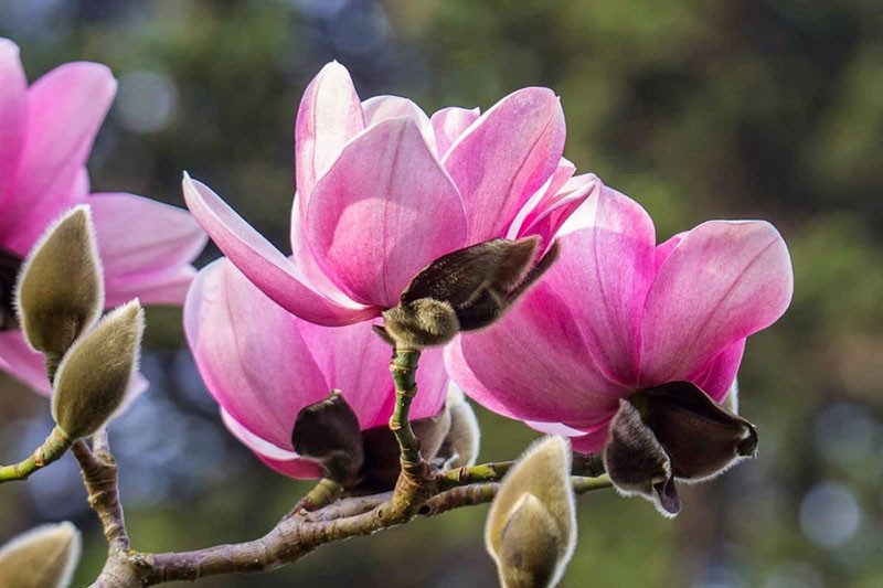 voňavé květy magnólie