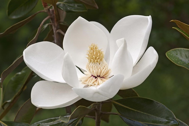 bílé květy magnólie