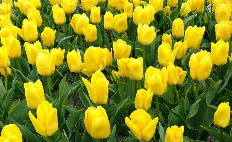 helle sonnige tulpen