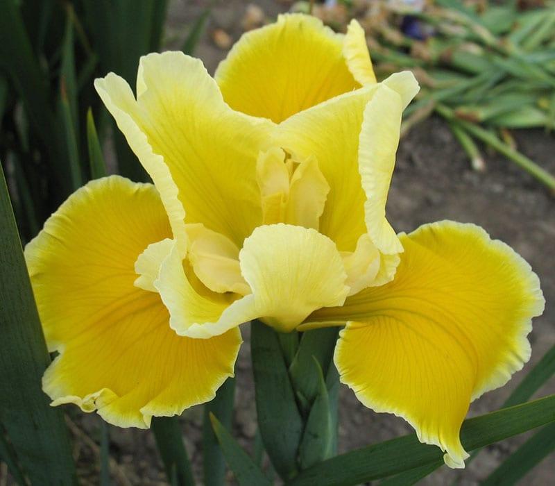 helle sonnige Iris