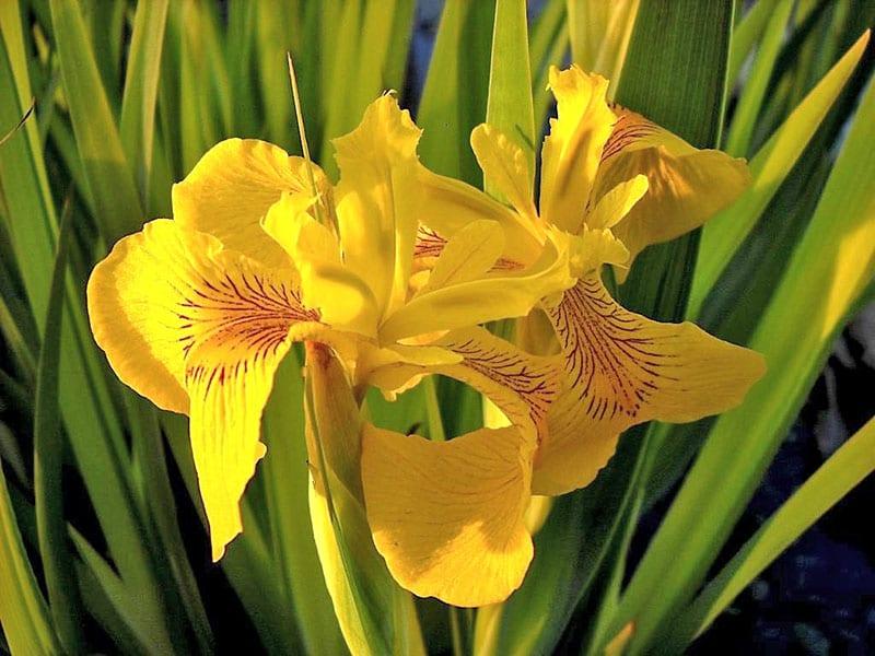 Iris variegata