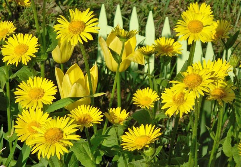 exquisite gelbe Blumen für den Garten