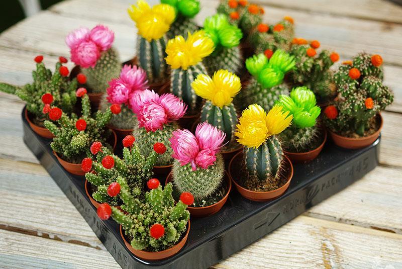 kvetoucí kaktusy