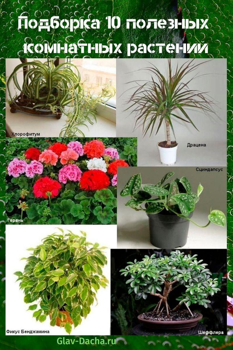 užitečné pokojové rostliny