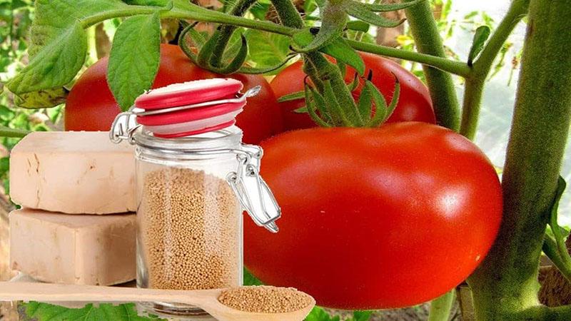 kvasnice pro sklizeň rajčat