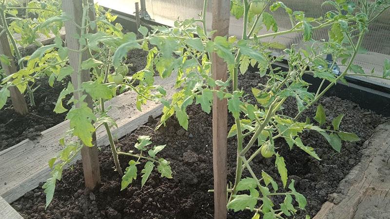 krmení rajčat kvasnicemi ve skleníku