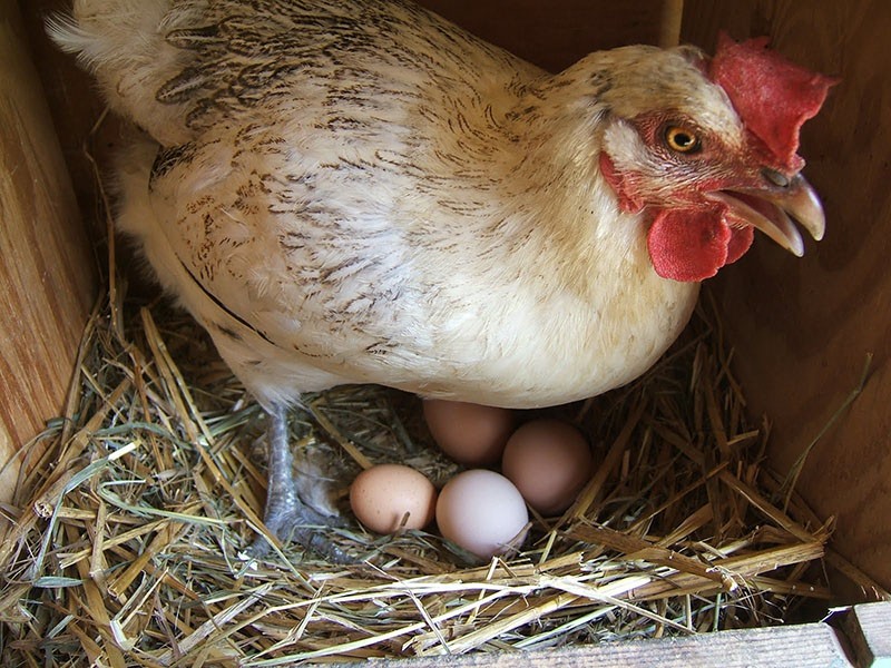 إليوفيت لزيادة إنتاج البيض