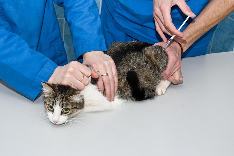 Gebrauchsanweisung für Veterinär Roncoleukin für Katzen