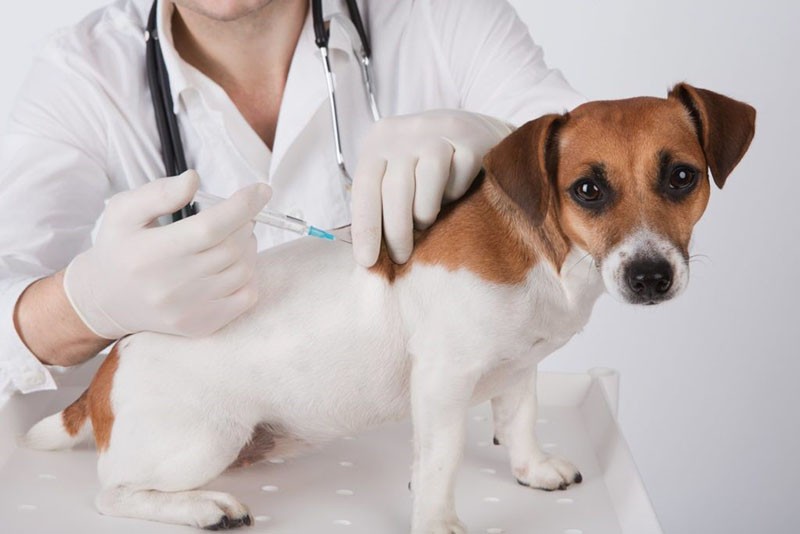 Injektion für Hund