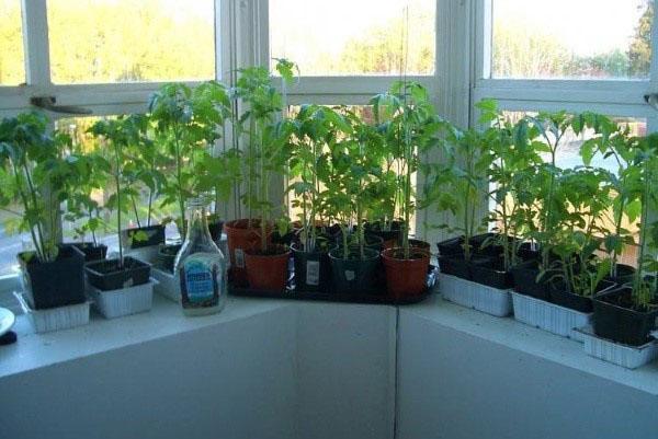 Tomatensetzlinge auf der Fensterbank pflegen