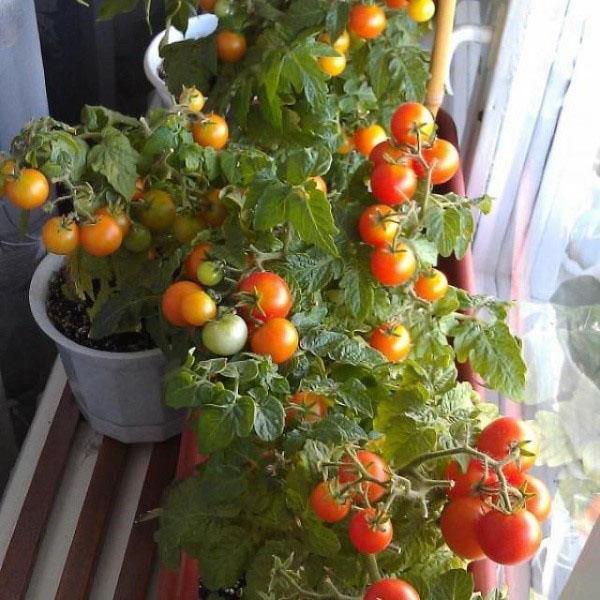 Tomaten auf der Fensterbank