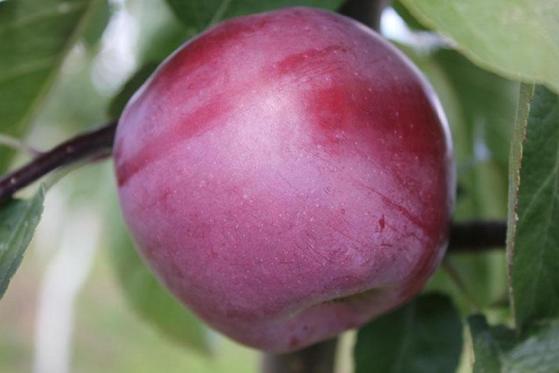 الفاكهة الحلوة العصير من شجرة التفاح المتقشف