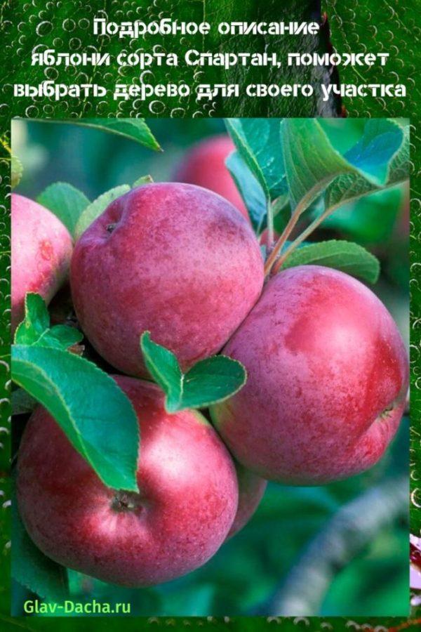 وصف لشجرة التفاح متنوعة المتقشف