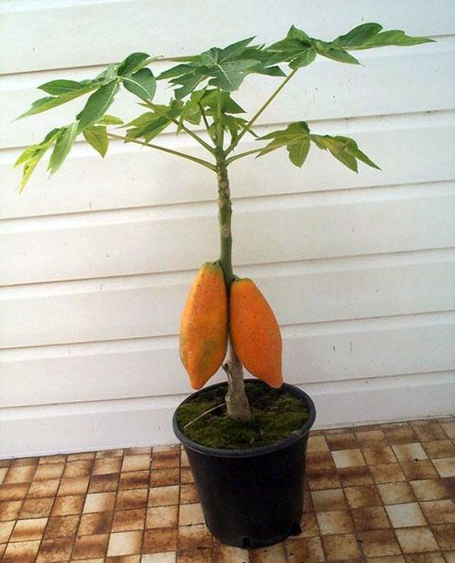 ovocná papája v domě