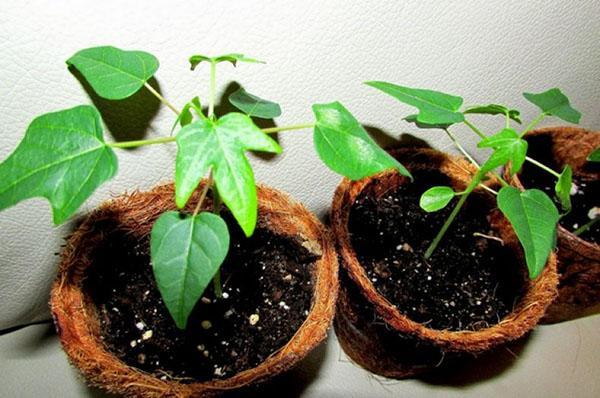 pěstování papáje ze semen doma: