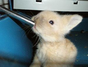 Deko-Kaninchen trinkt Wasser