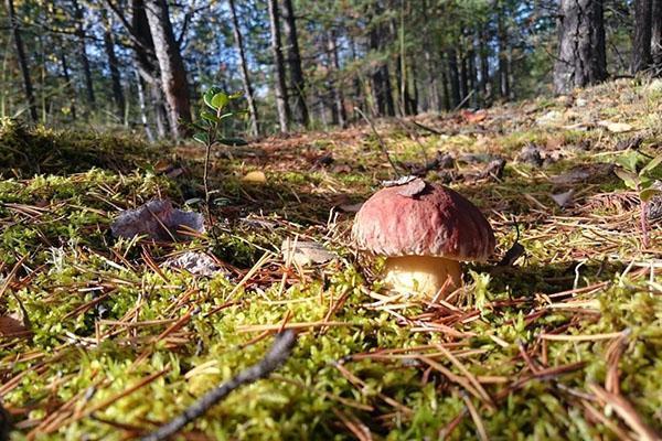 houby rostou v lese