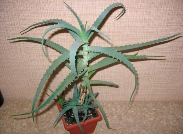 Aloe-Baum