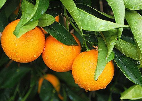 Pomeranče jsou vitamíny po celý rok