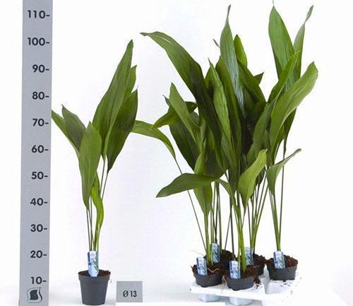 Výška pokojové rostliny může být více než metr