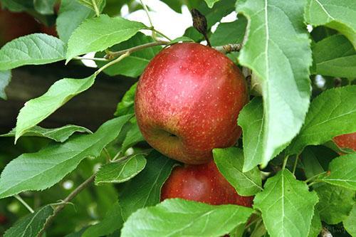 أوراق التفاح مفيدة للصحة