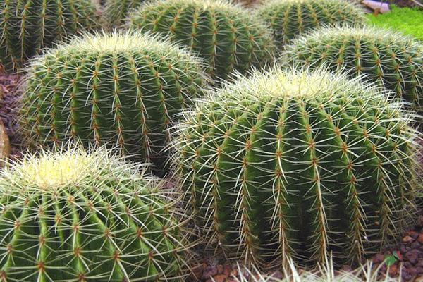 kaktusy ve volné přírodě