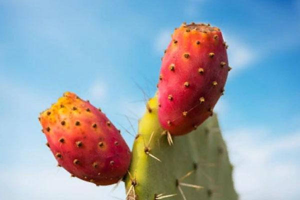kaktusové ovoce