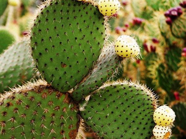 užitečné vlastnosti kaktusu