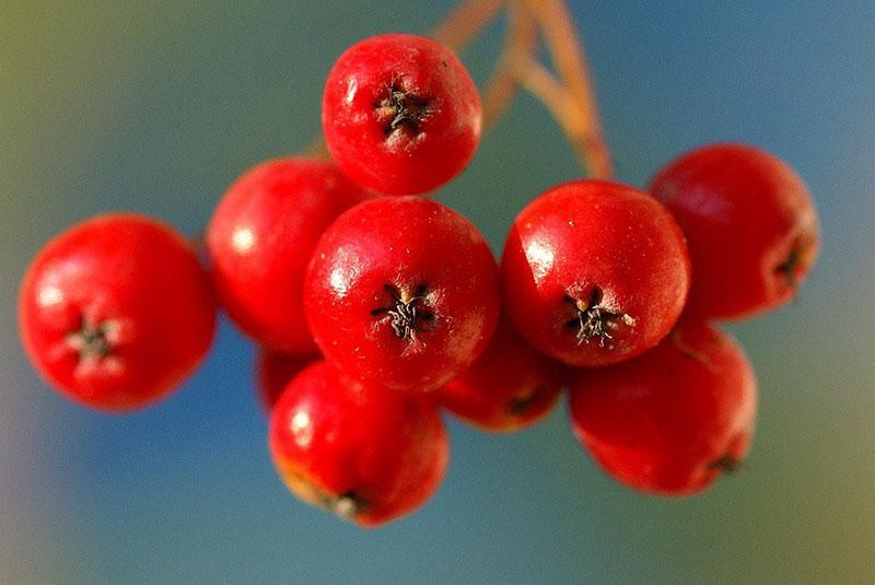 užitečné vlastnosti červené jeřabiny v ovoci