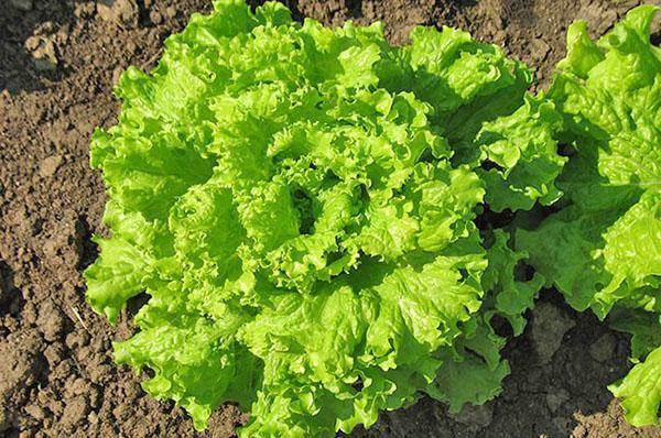 výhody a poškození salátu