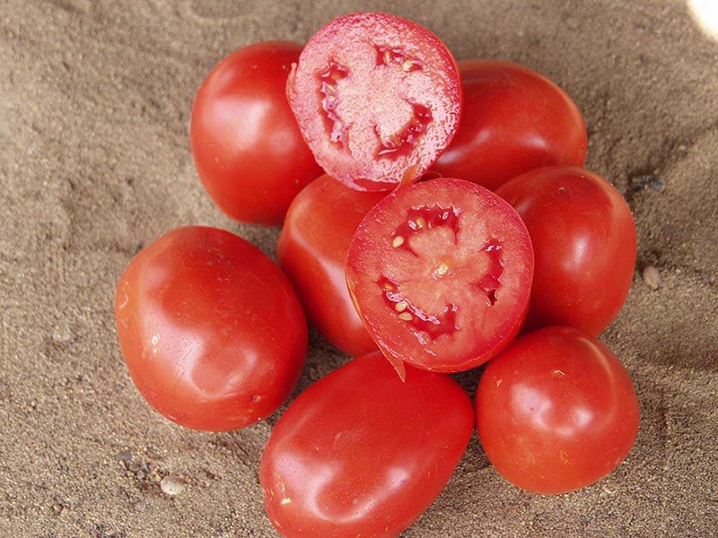 fleischige Früchte von Tomaten