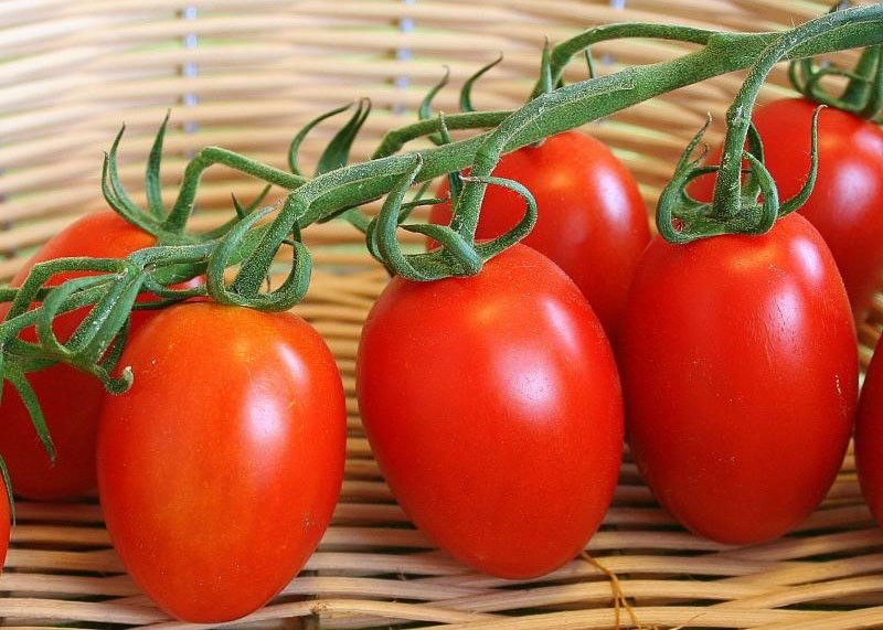 ertragreiche Tomate
