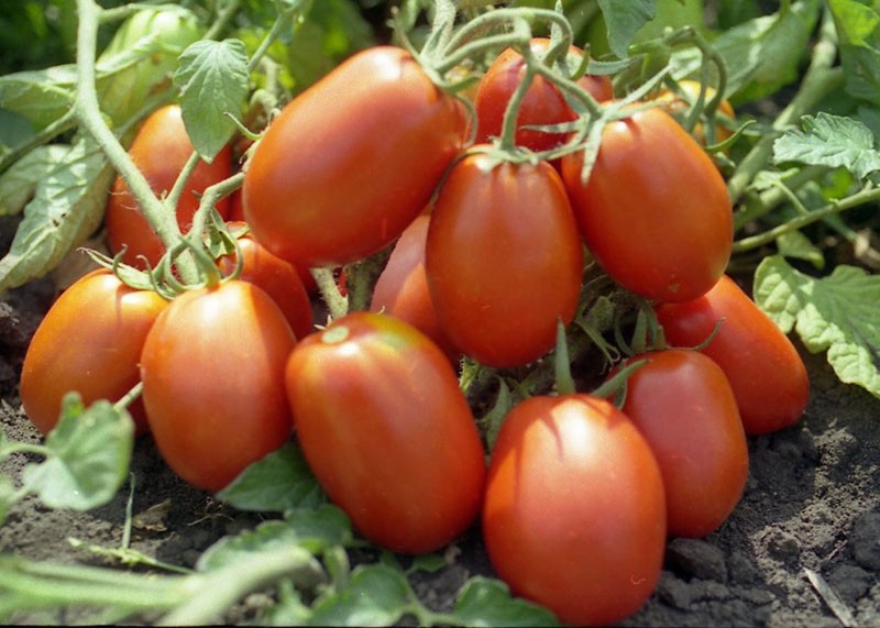 ertragreiche Rio-Grande-Tomate