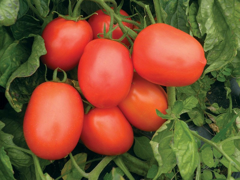 Tomaten reifen