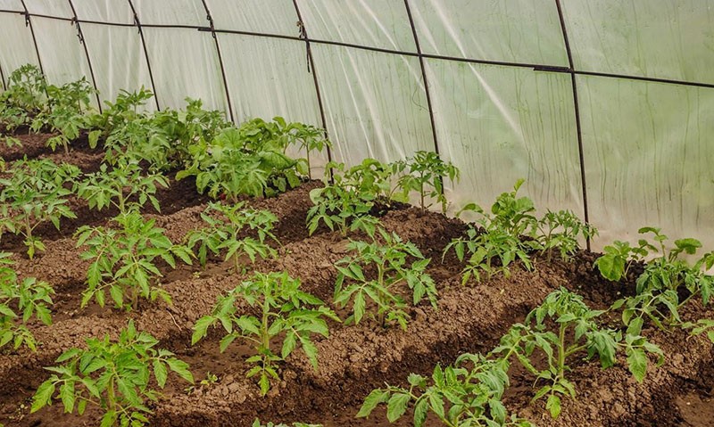 pěstování rajčat ve skleníku