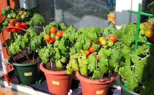 طماطم الكرز منخفضة النمو على حافة النافذة - الصورة