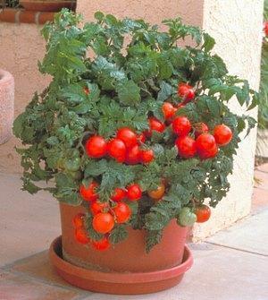 تُظهر الصورة محصولًا وفيرًا من طماطم الكرز المزروعة في أواني