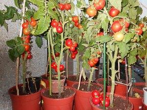 تُظهر الصورة مجموعة متنوعة طويلة من طماطم الكرز المزروعة في أواني الزهور