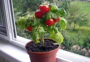 في الصورة ، طماطم كرزية صغيرة الحجم على حافة النافذة