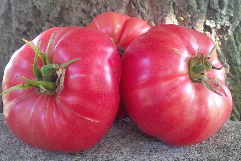 große saftige Früchte von Tomatenzucker Bison