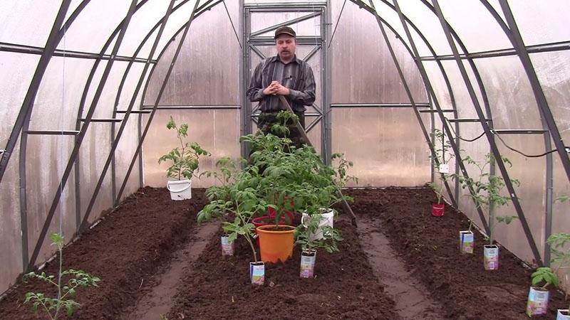 Tomaten Zucker Bison verpflanzen