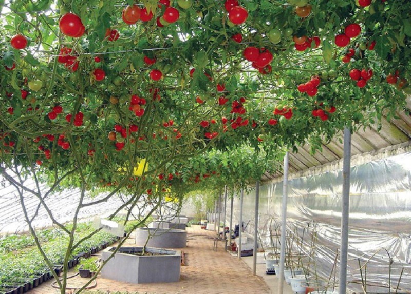 شجرة الطماطم