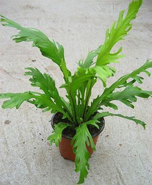 Asplenium fimbriatum (A. nidus Fimbriatum)