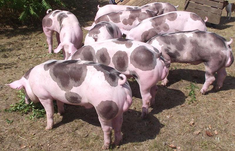 سلالة من الخنازير بيترين في الفناء